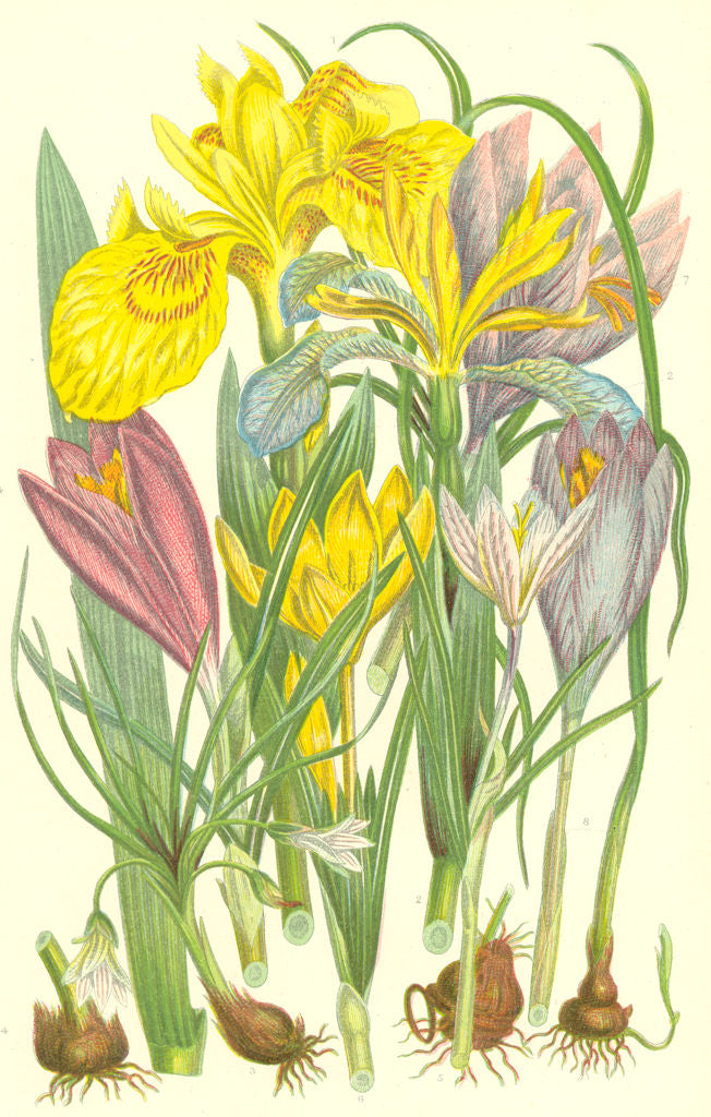 FLOWERS. Yellow water Iris, Purple Crocus, Saffron 1889 old antique print